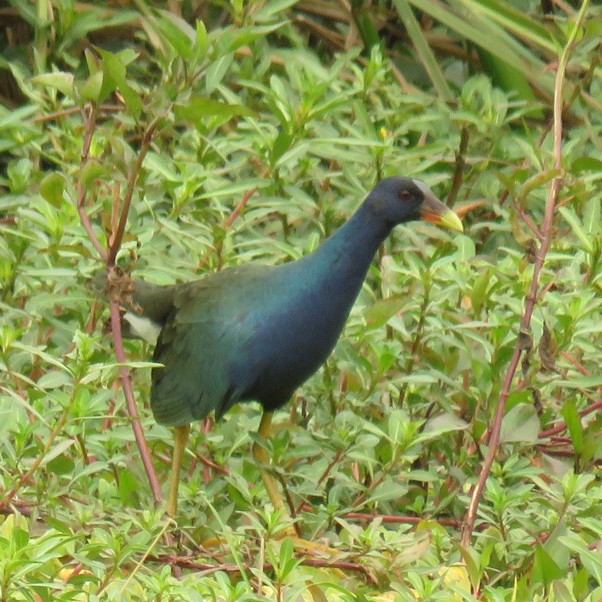 Purple Gallinule - ML623370322