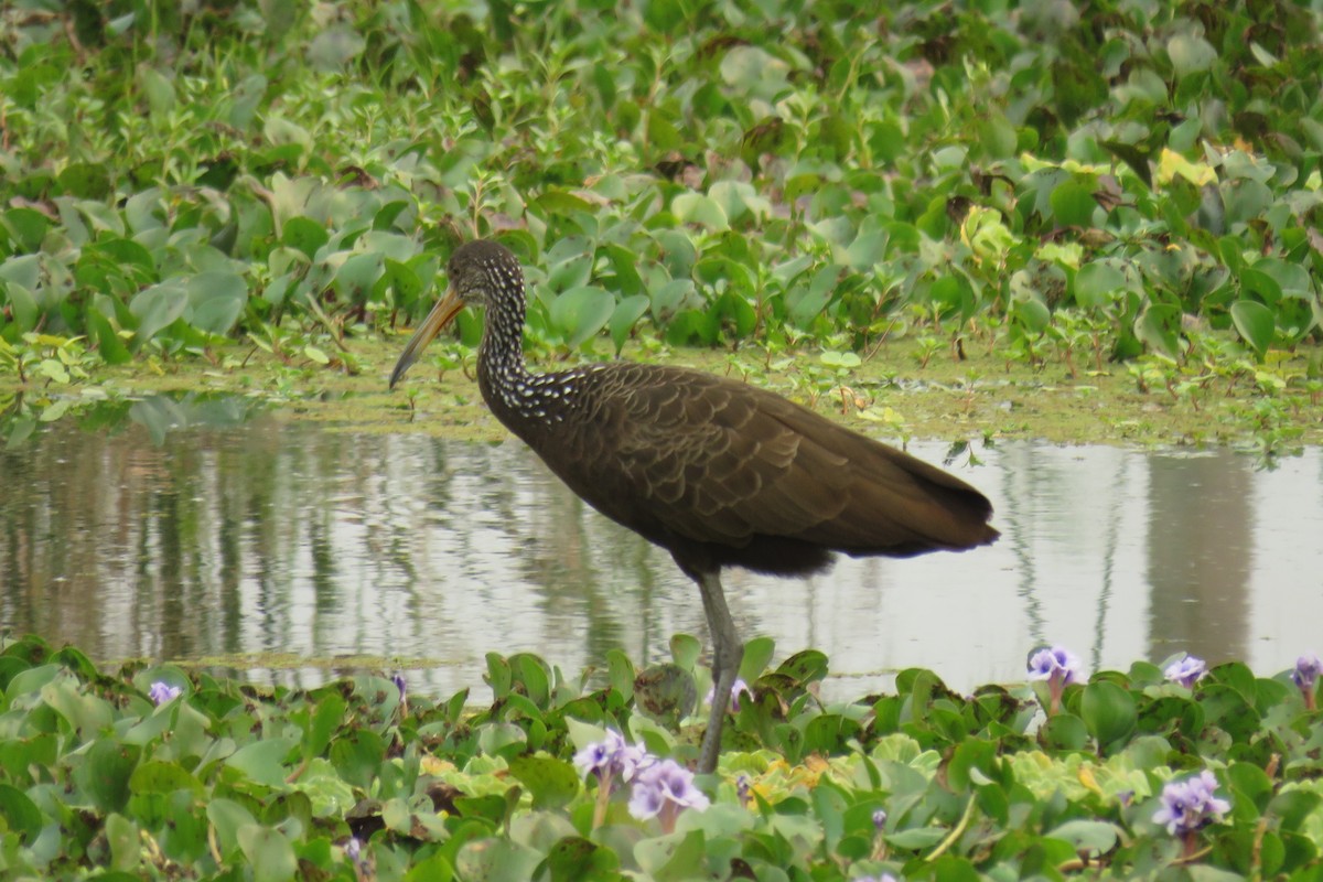 Limpkin - ML623370335