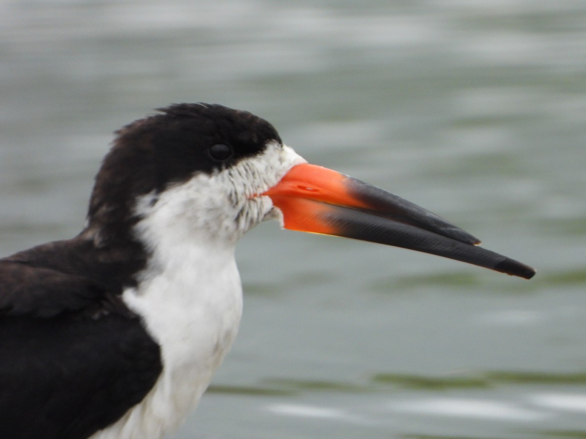 Black Skimmer - ML623370348