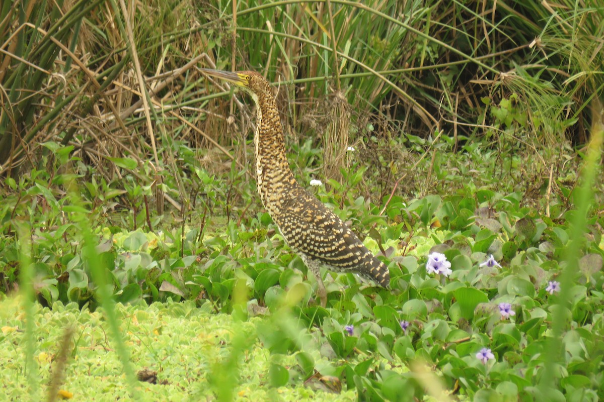 Rufescent Tiger-Heron - ML623370351