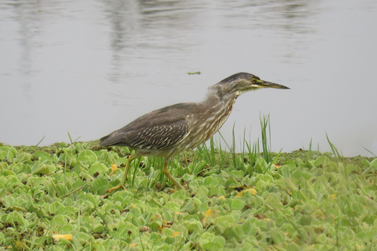 Striated Heron - ML623370366