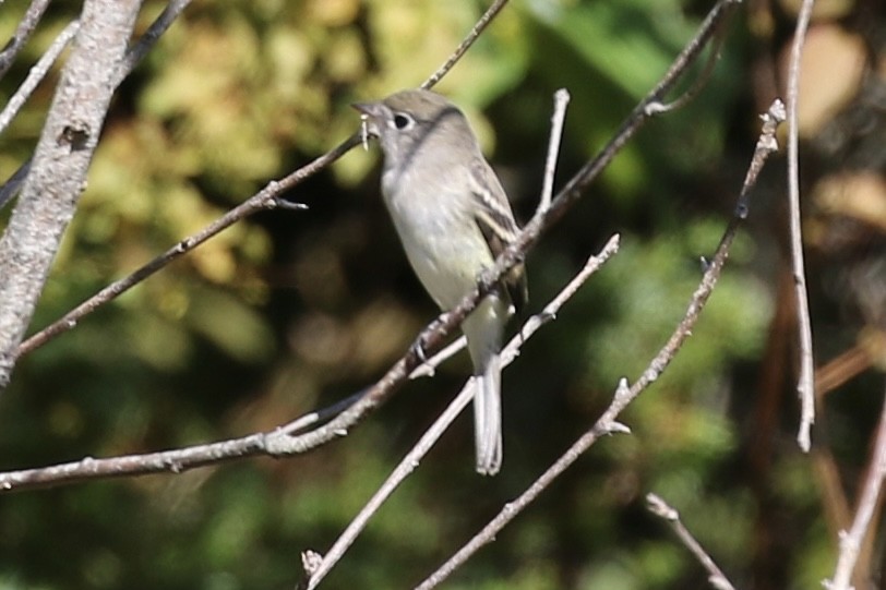 Least Flycatcher - ML623370463