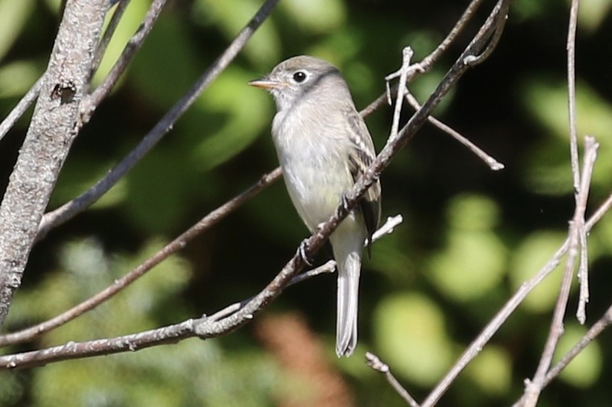 Least Flycatcher - ML623370464