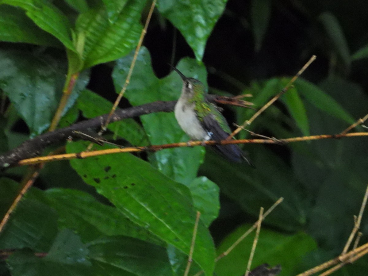 Wedge-tailed Sabrewing - ML623370472