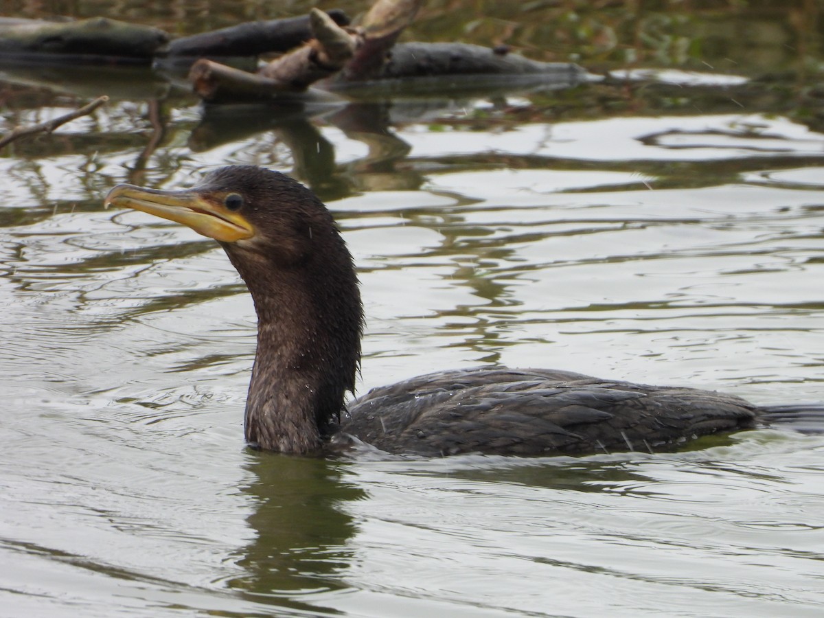 Neotropic Cormorant - ML623370479