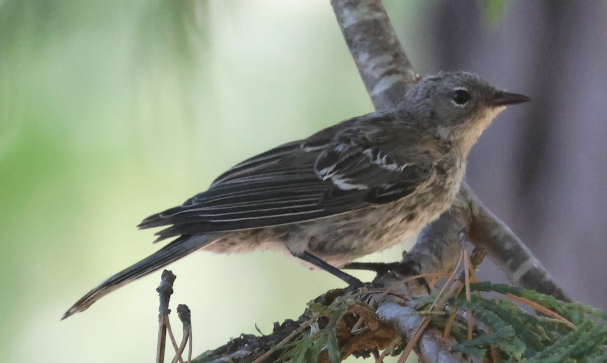 Yellow-rumped Warbler (Audubon's) - ML623370507