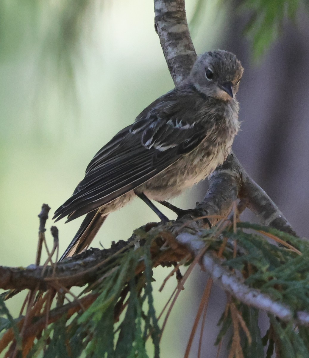 Yellow-rumped Warbler (Audubon's) - ML623370508