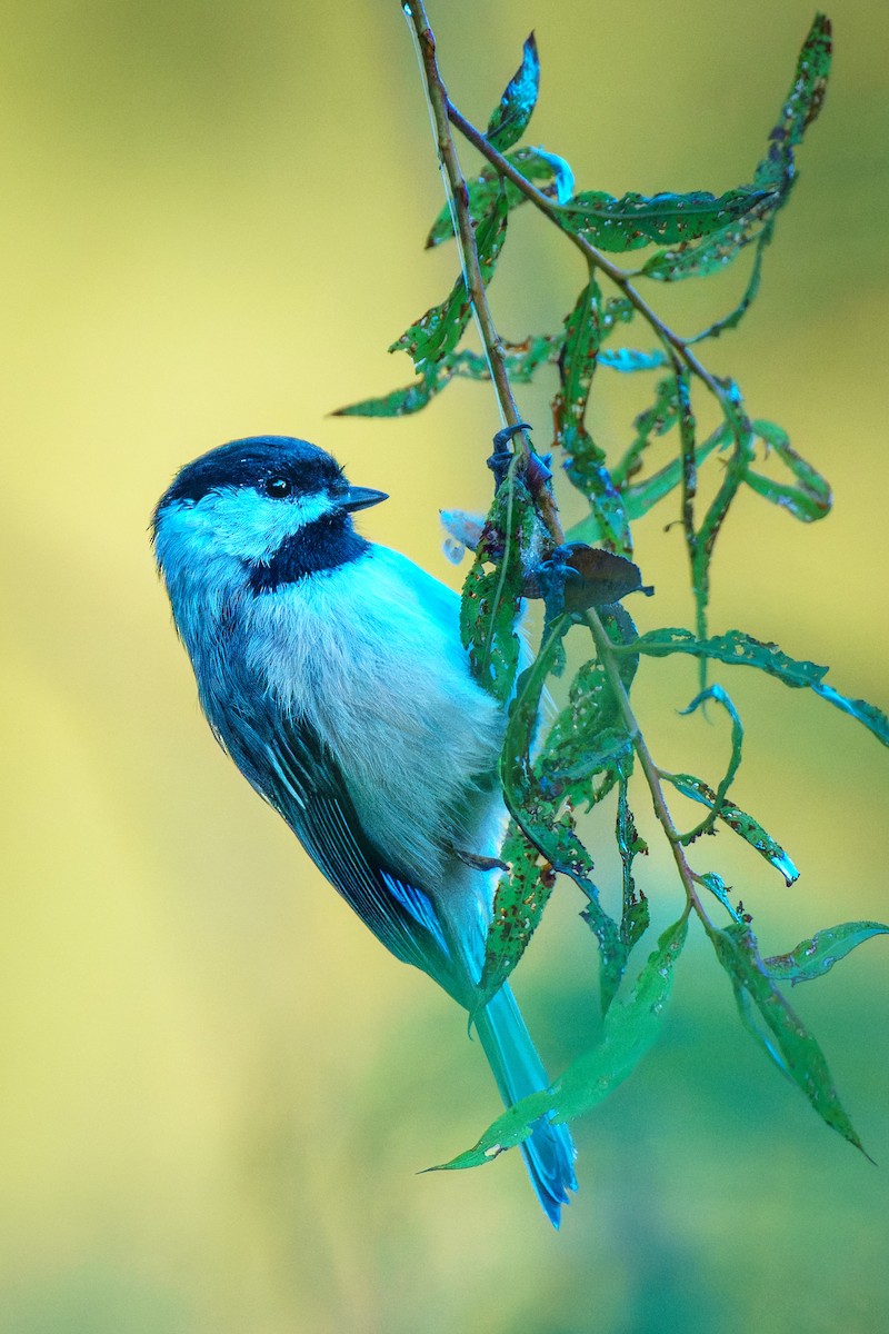 Carolina Chickadee - ML623370535