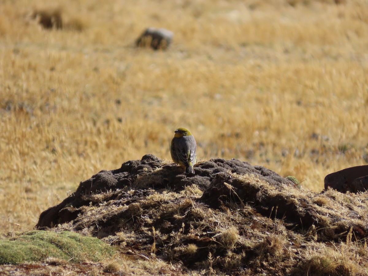 Bright-rumped Yellow-Finch - ML623370565