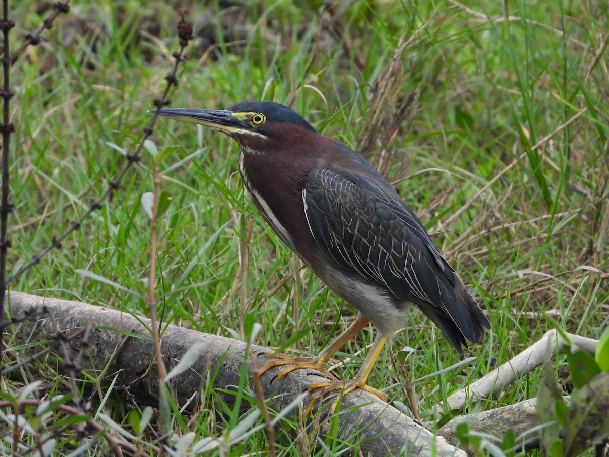 Green Heron - ML623370568