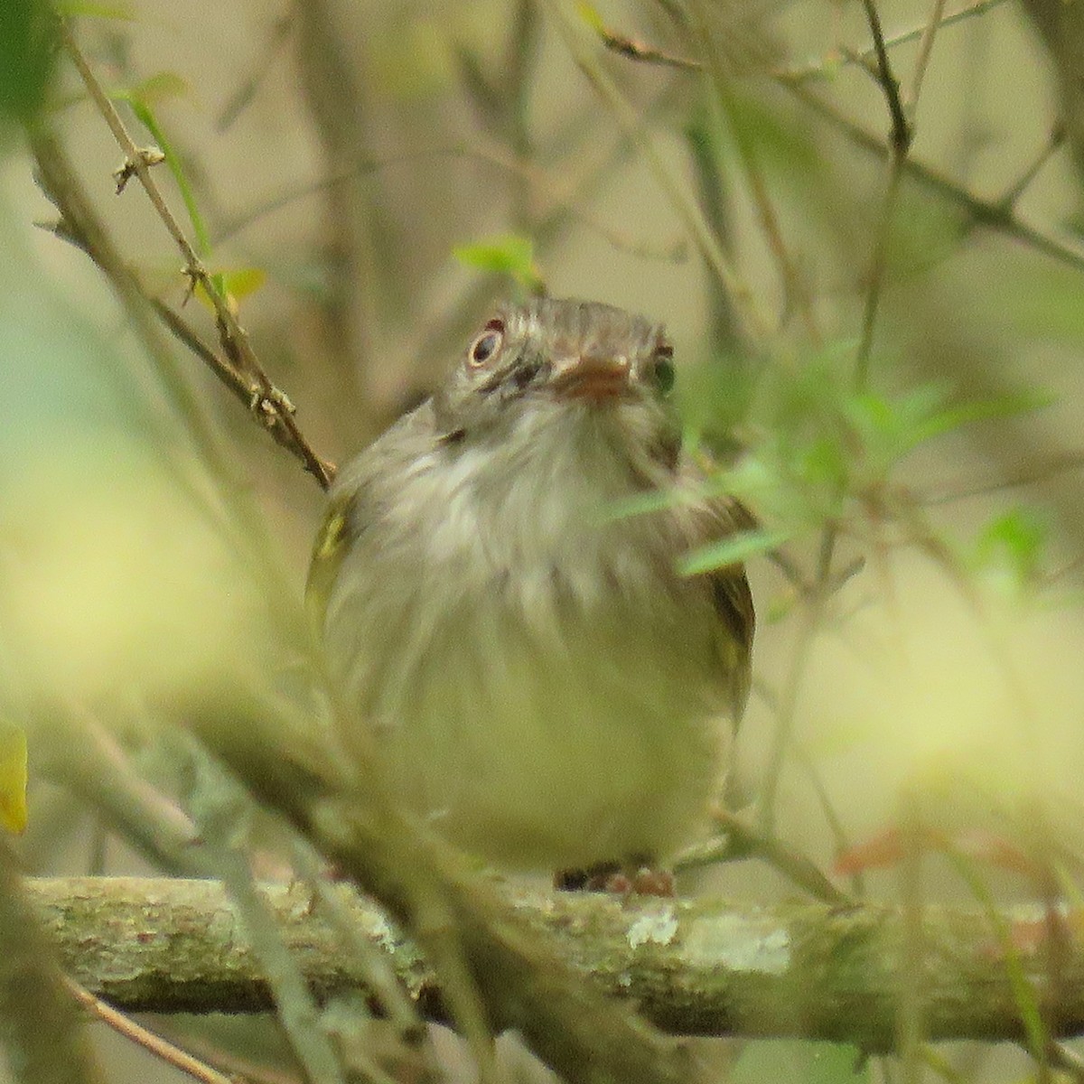 Pearly-vented Tody-Tyrant - ML623370570