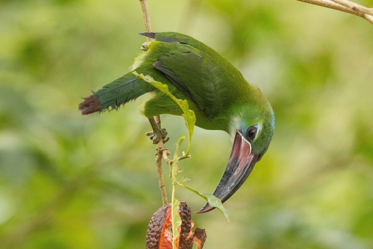 Toucanet de Derby - ML623370590