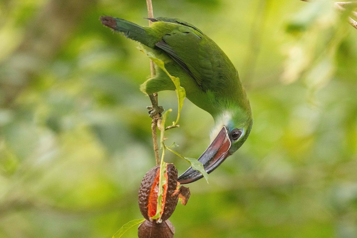 Toucanet de Derby - ML623370591