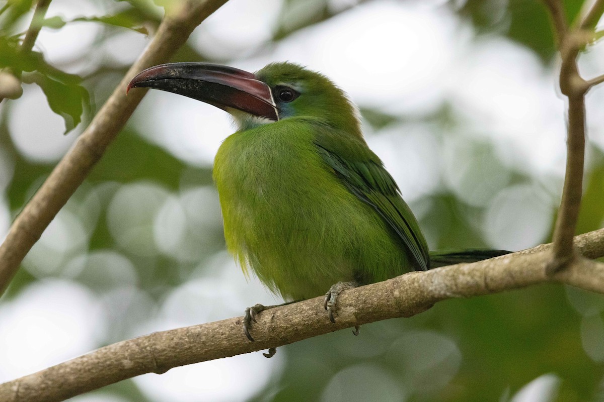 Toucanet de Derby - ML623370593