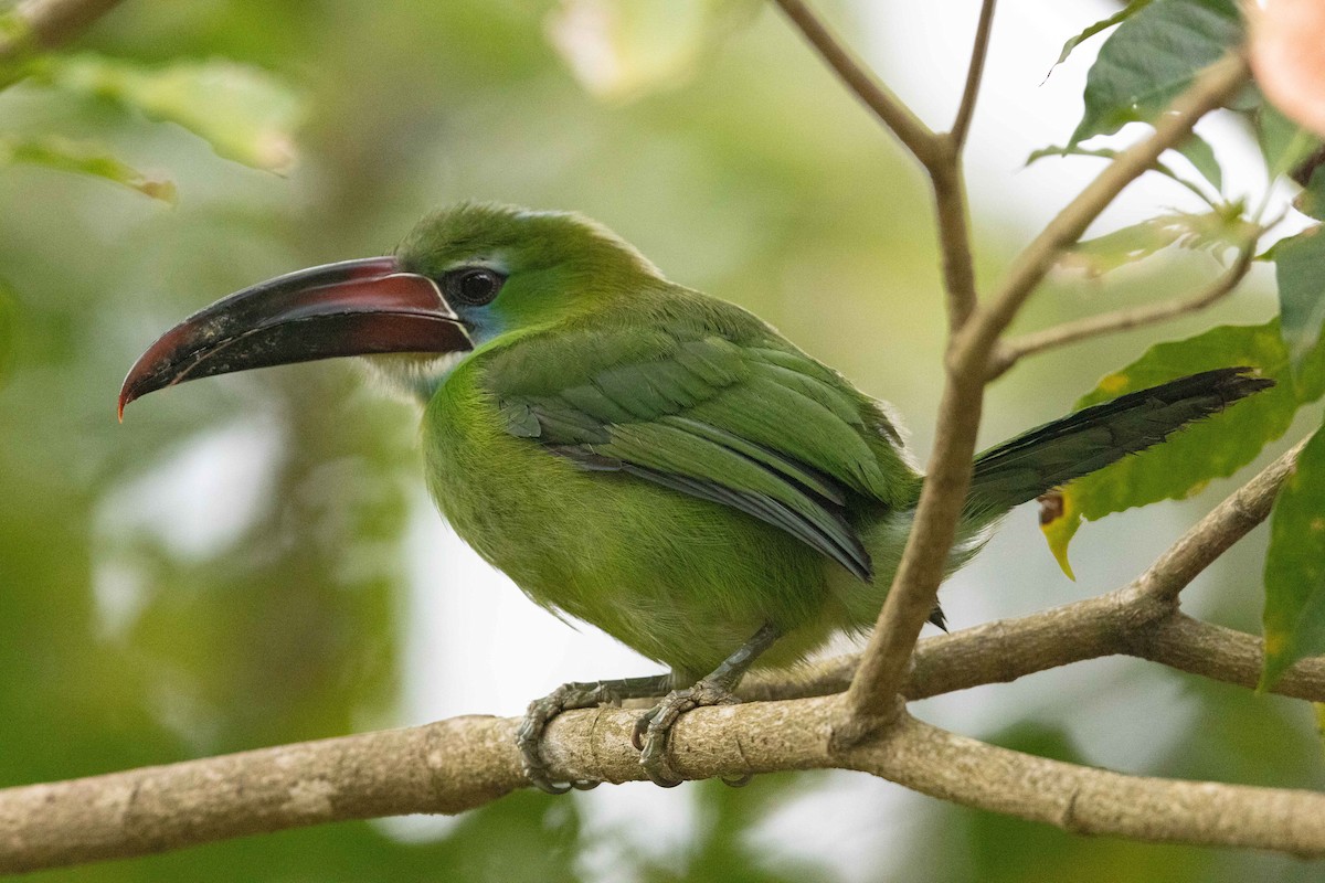 Toucanet de Derby - ML623370594