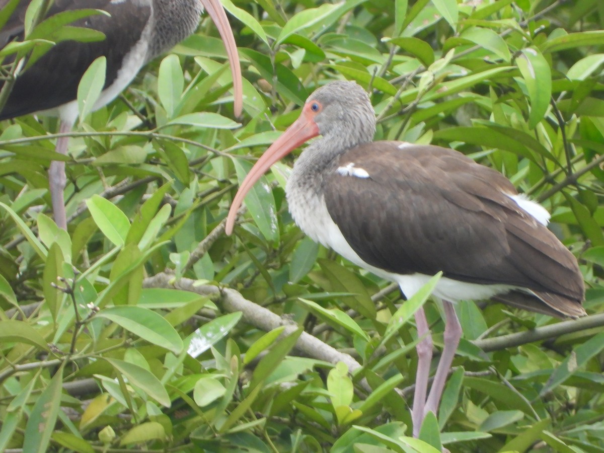 White Ibis - ML623370639