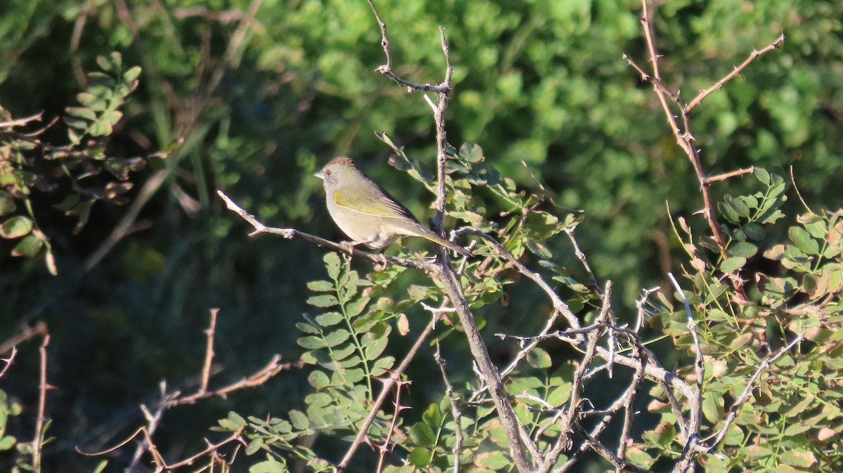 Green-tailed Towhee - ML623370688