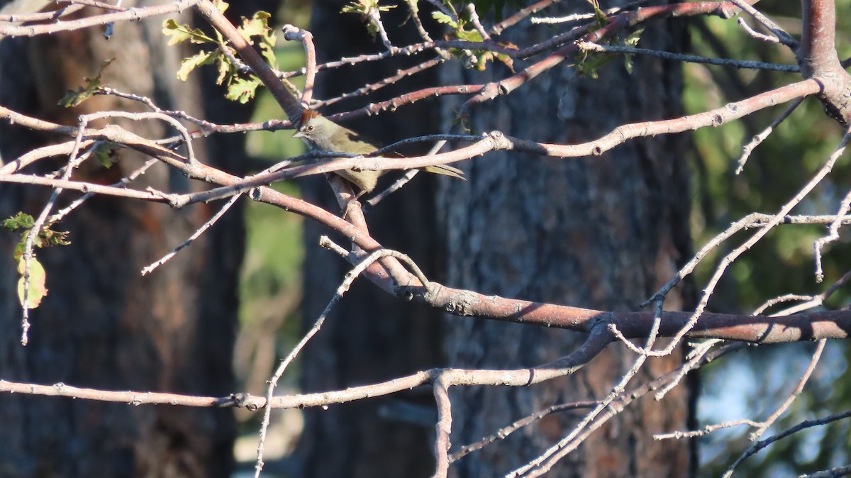 Green-tailed Towhee - ML623370689