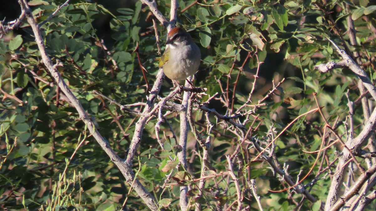 Green-tailed Towhee - ML623370690