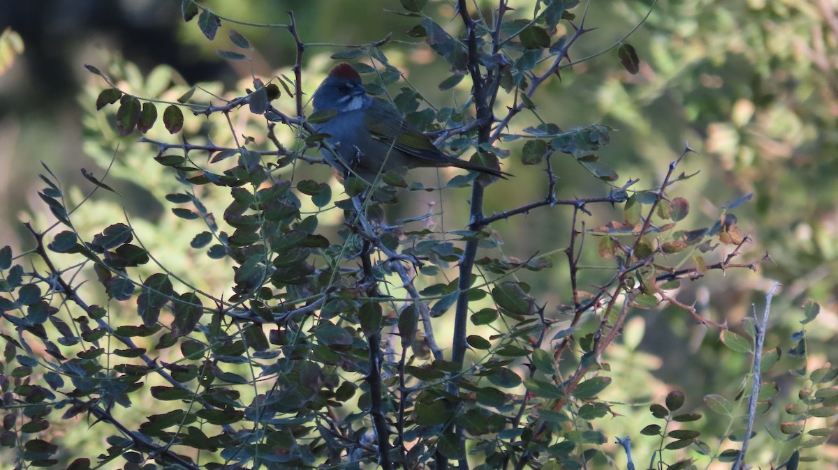 Green-tailed Towhee - ML623370691