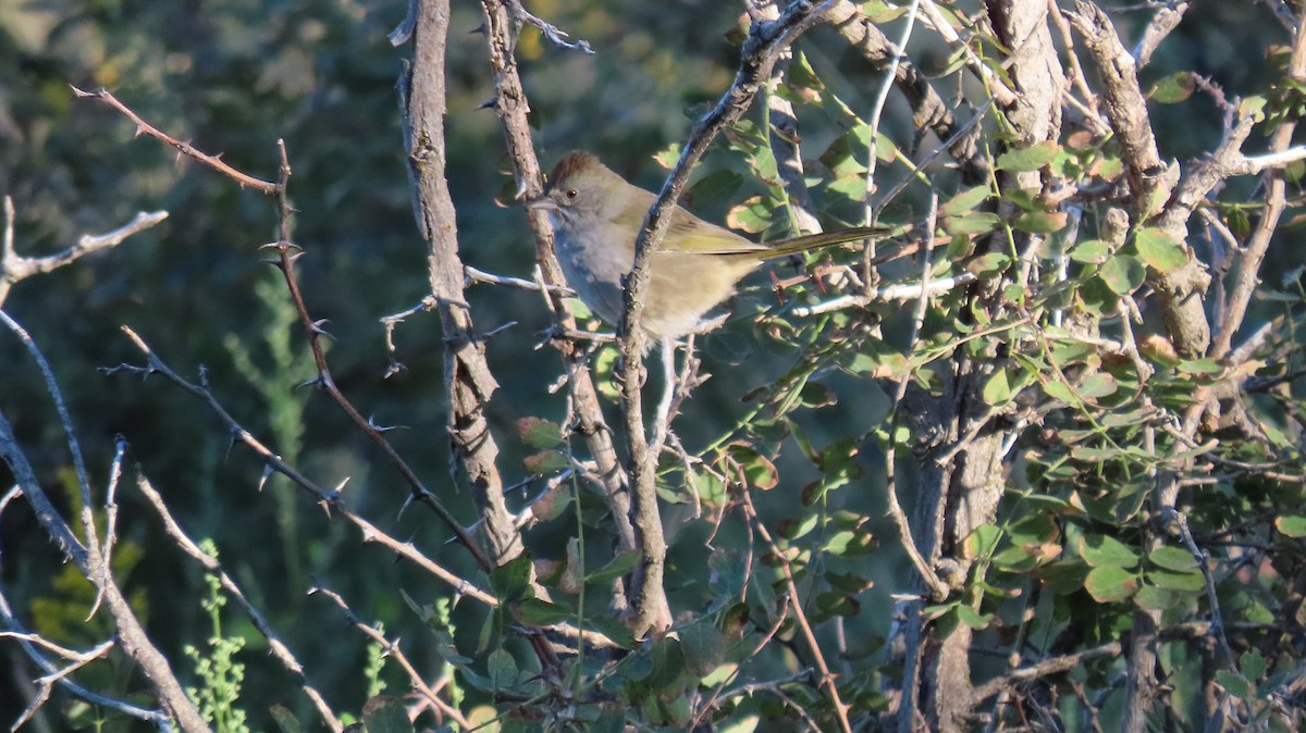 Green-tailed Towhee - ML623370692