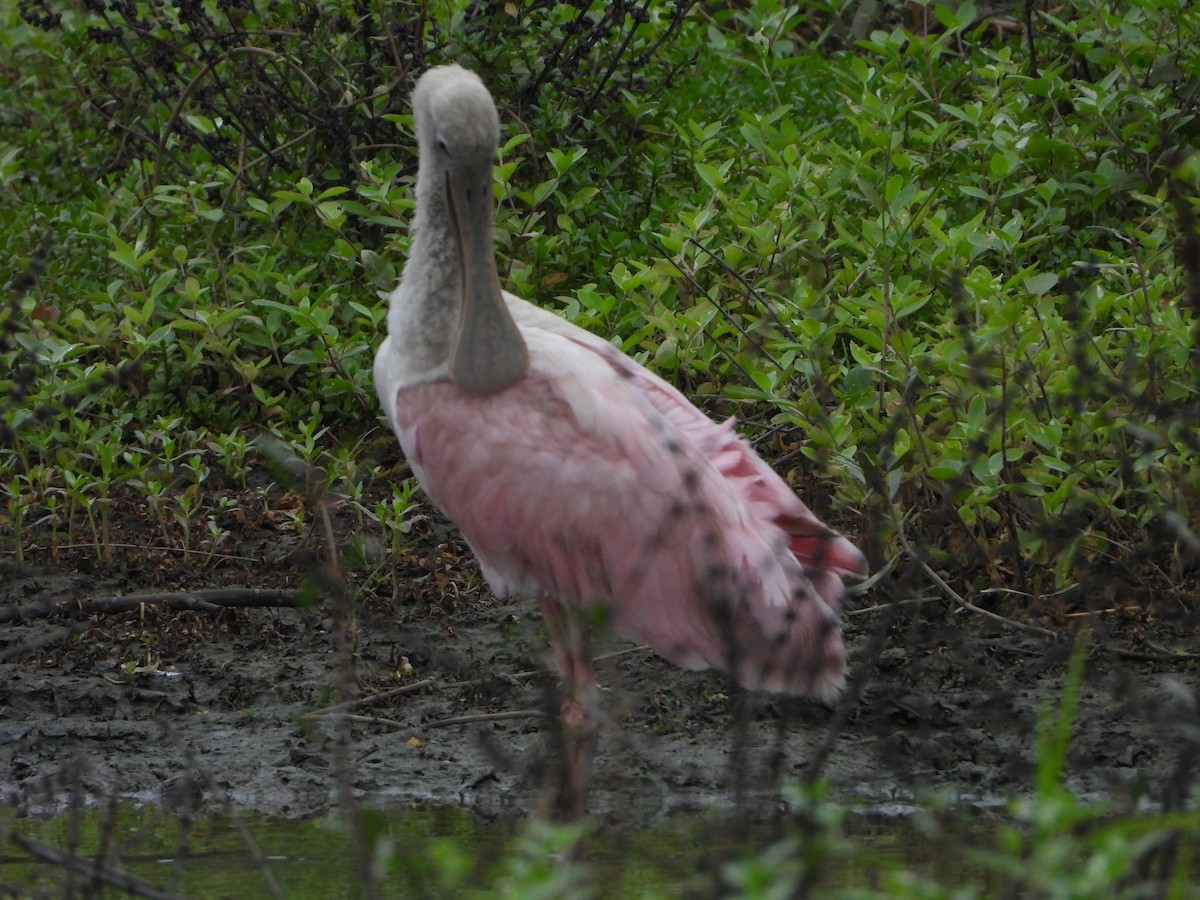 Roseate Spoonbill - ML623370804