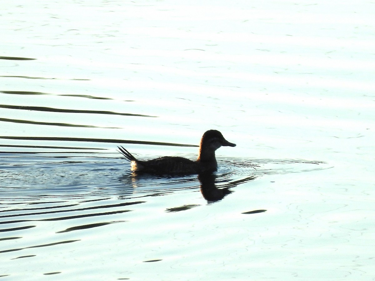 Ruddy Duck - ML623370812