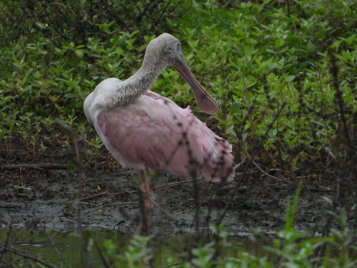 Roseate Spoonbill - ML623370819