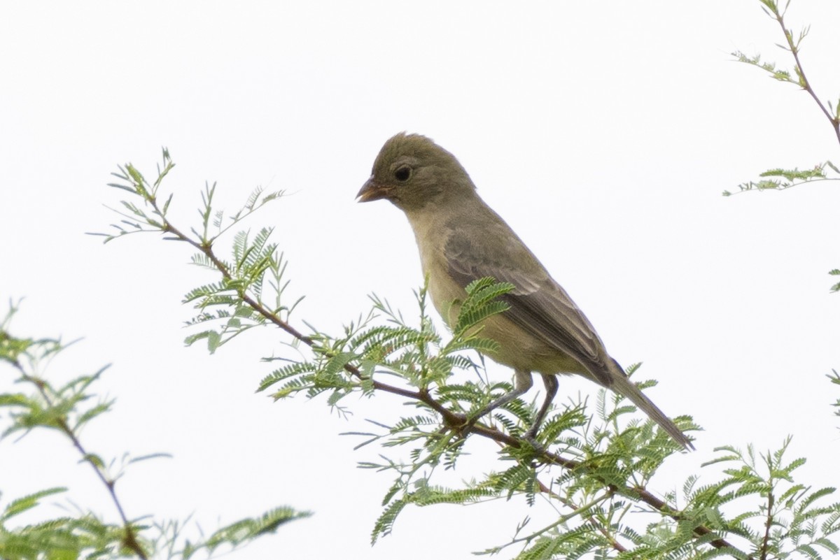 Varied Bunting - ML623370909