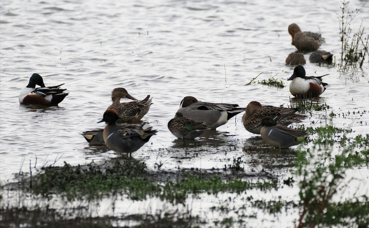 Green-winged Teal (American) - Levi Fuentes