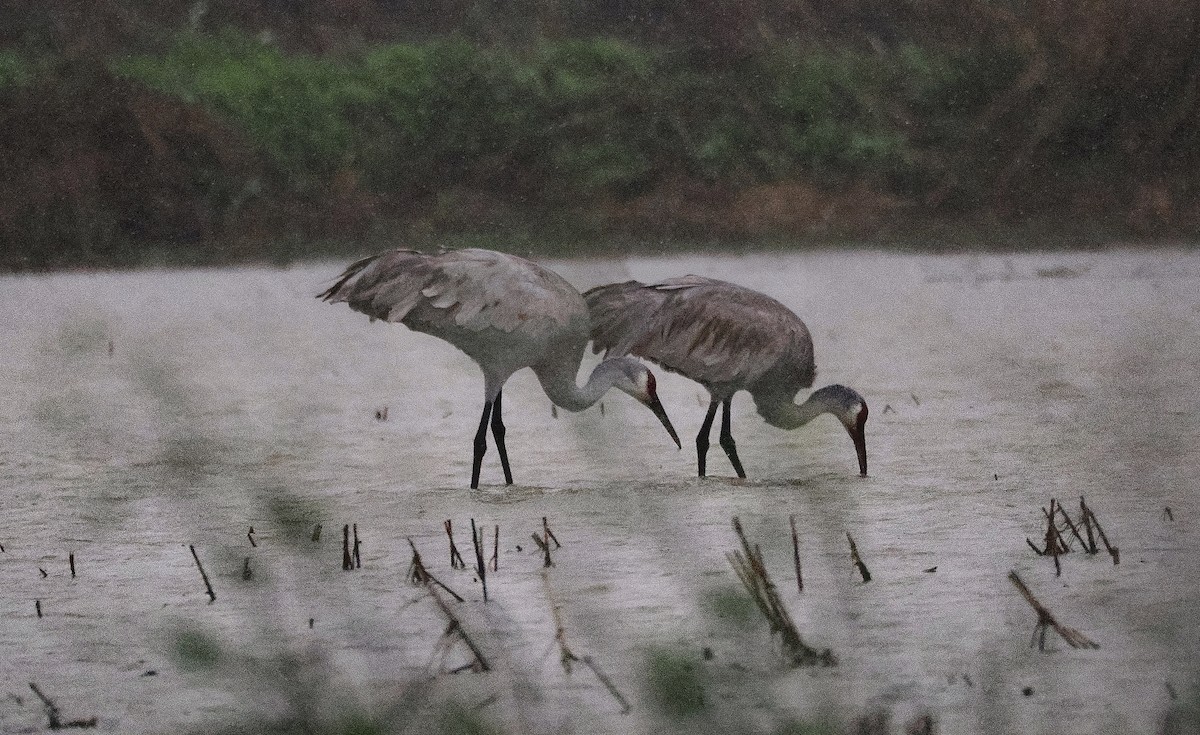 Sandhill Crane (tabida/rowani) - Levi Fuentes