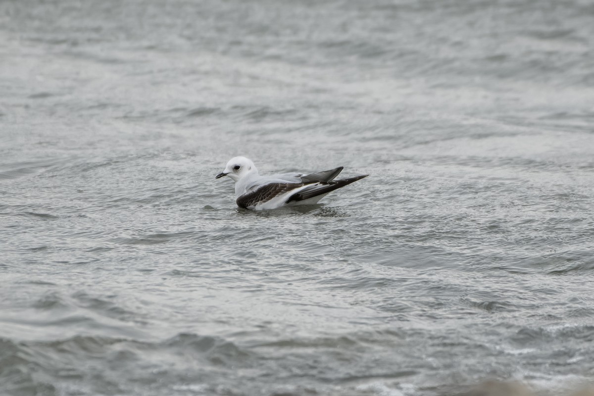 Ross's Gull - Adam Wilson