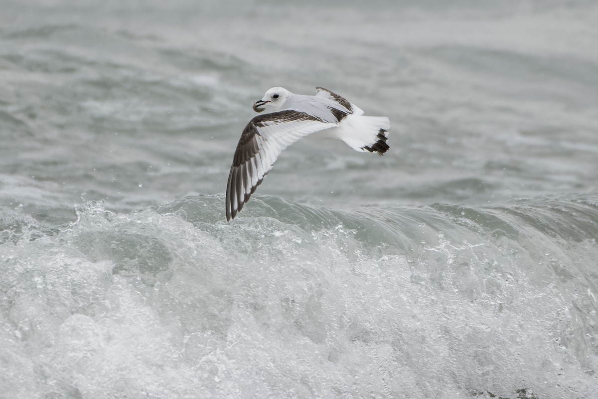 Ross's Gull - Adam Wilson