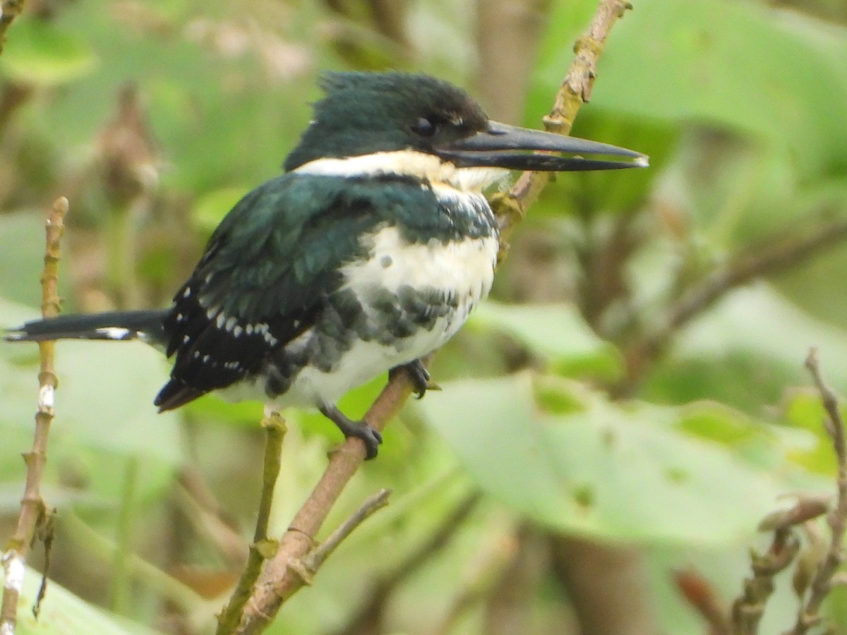 Green Kingfisher - ML623370964