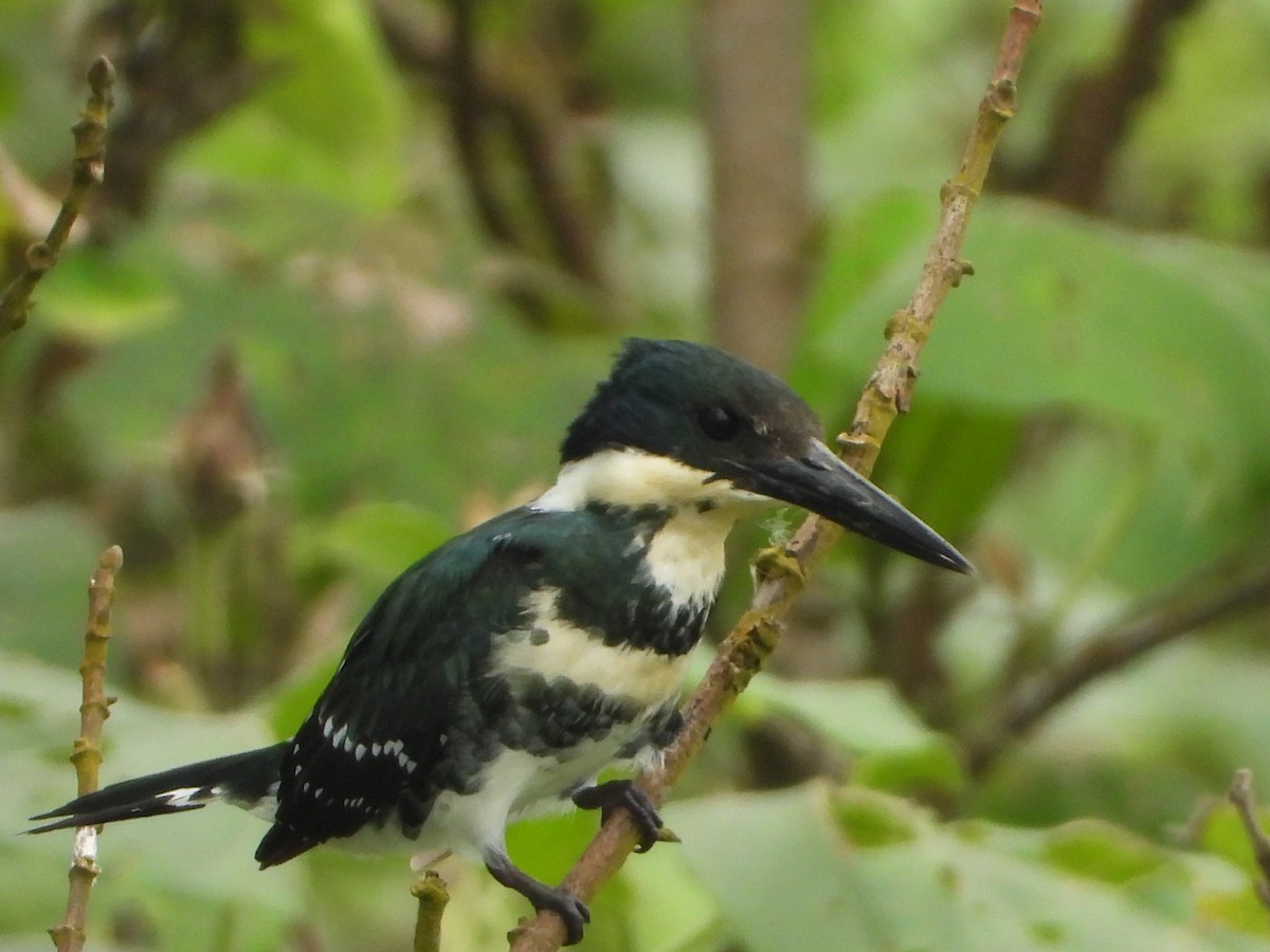 Green Kingfisher - ML623370987