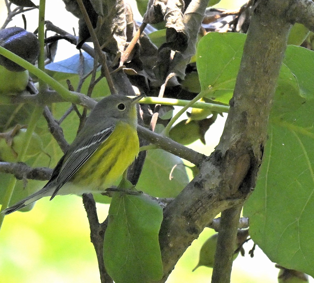 Magnolia Warbler - ML623370993