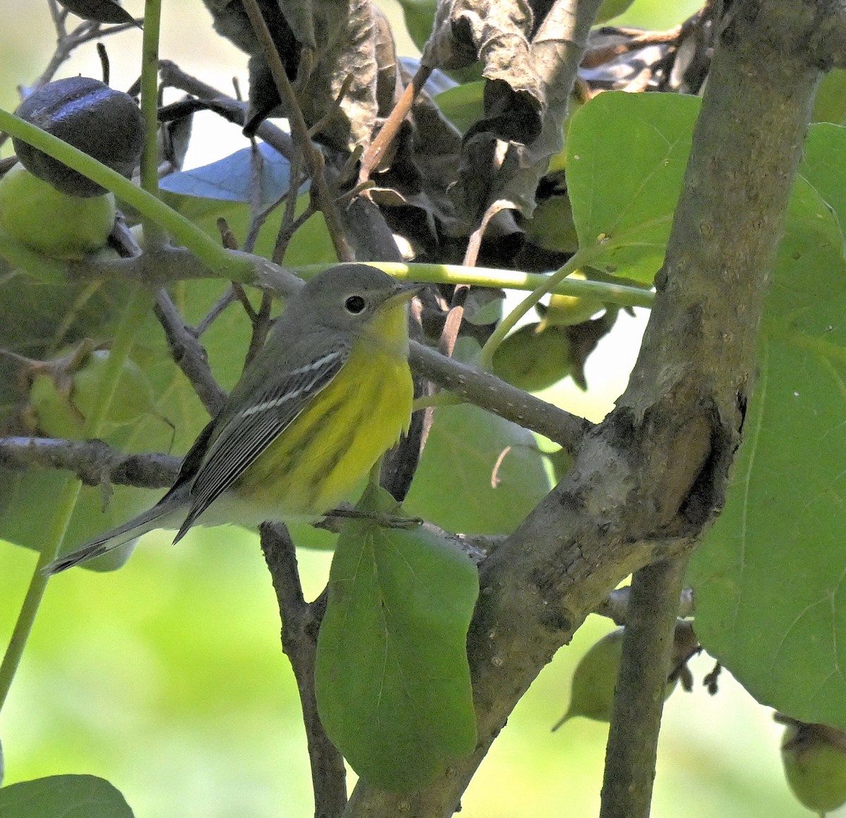 Magnolia Warbler - ML623371004