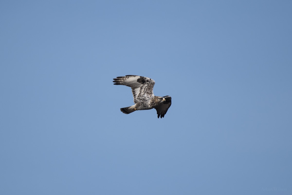 Rough-legged Hawk - Adam Wilson