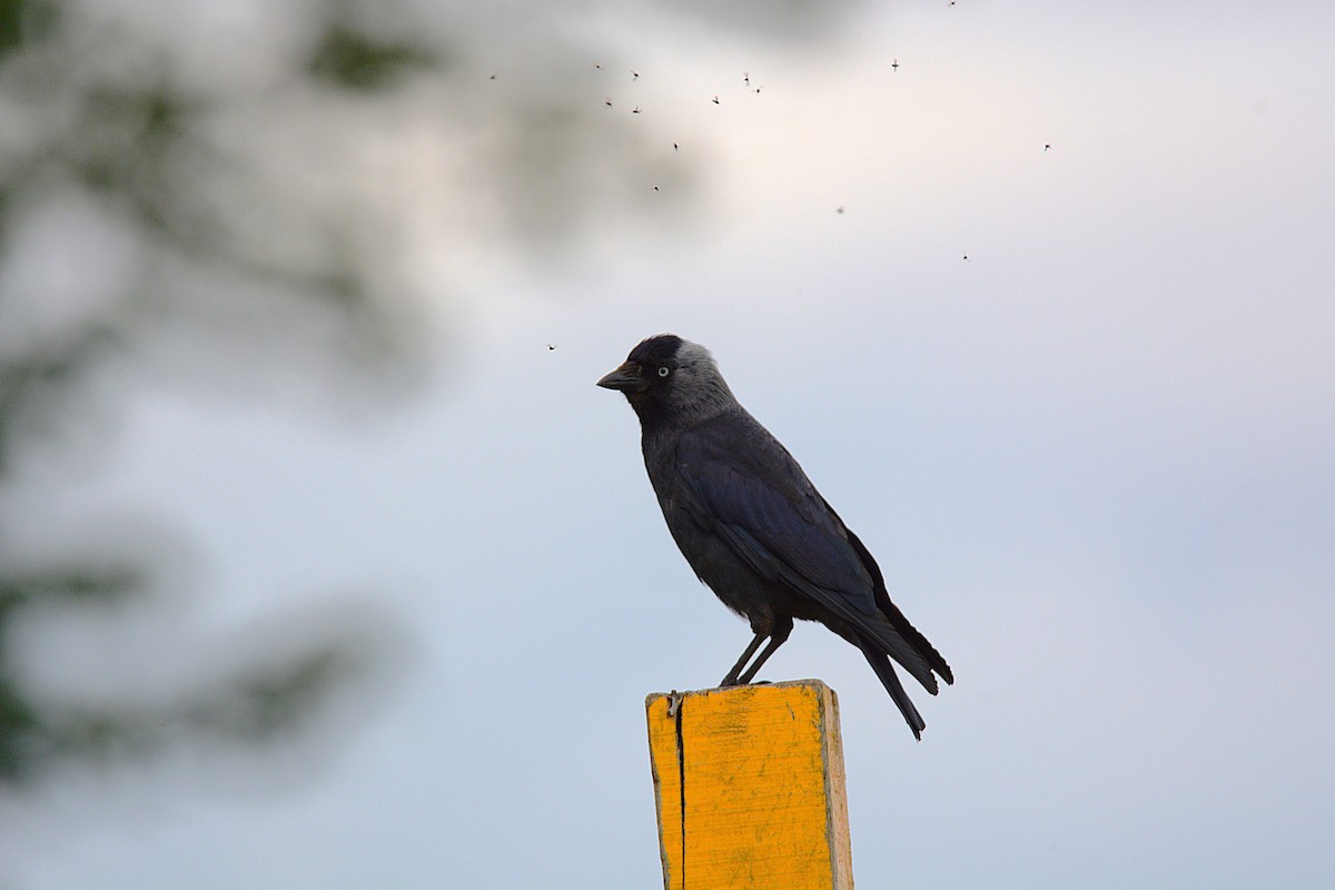 Eurasian Jackdaw - ML623371010
