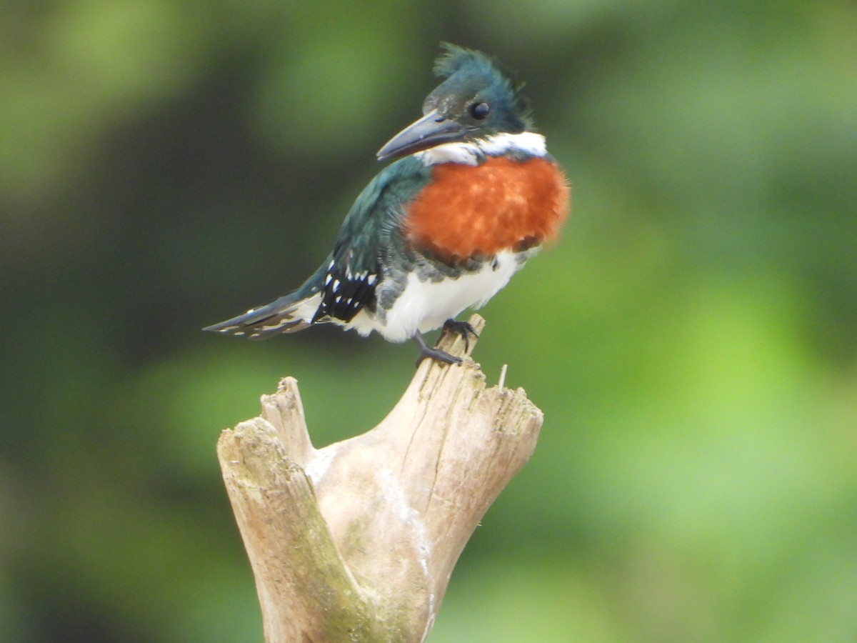 Green Kingfisher - ML623371023