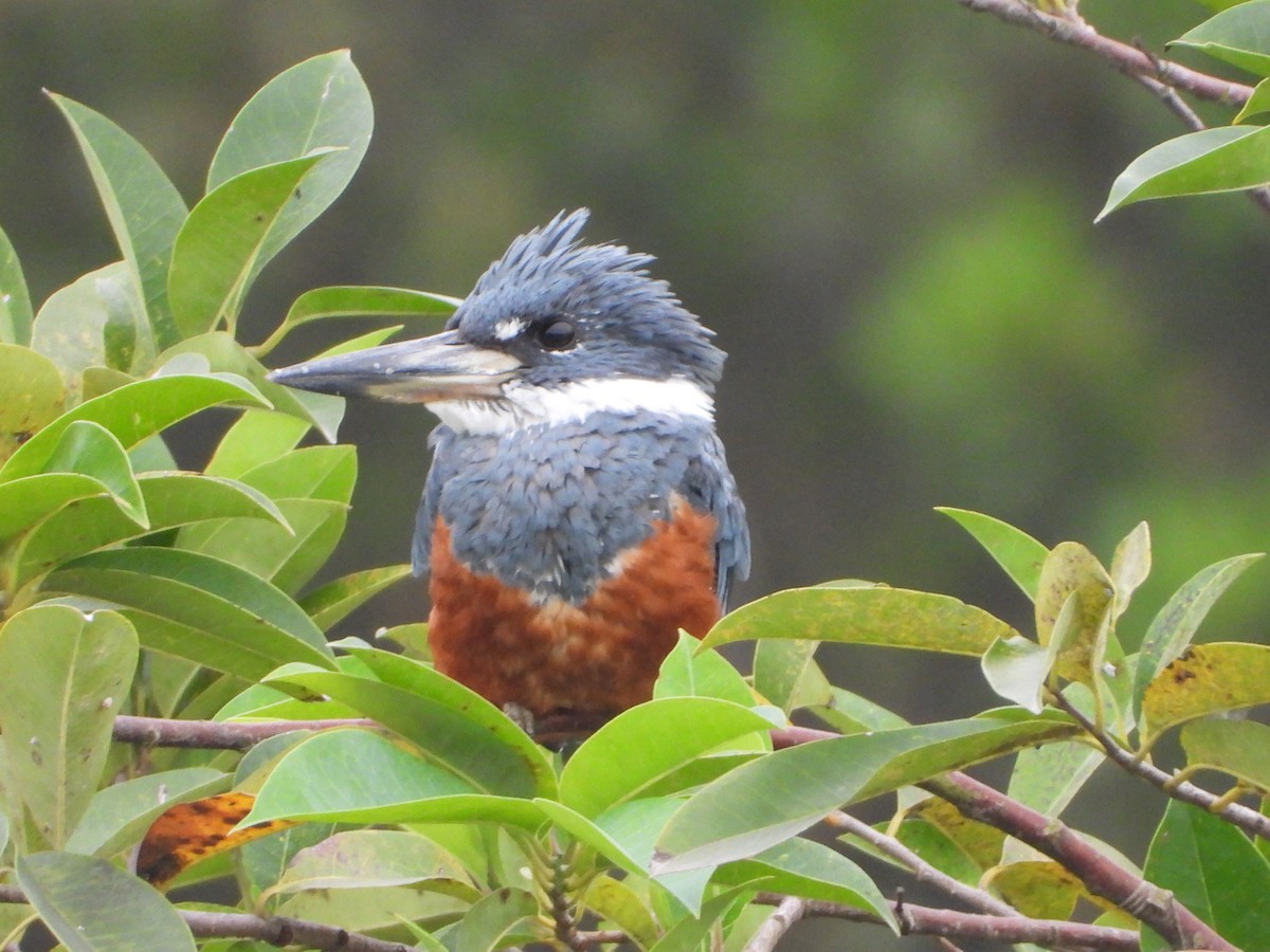 Ringed Kingfisher - ML623371037