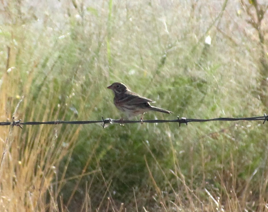 Vesper Sparrow - ML623371068