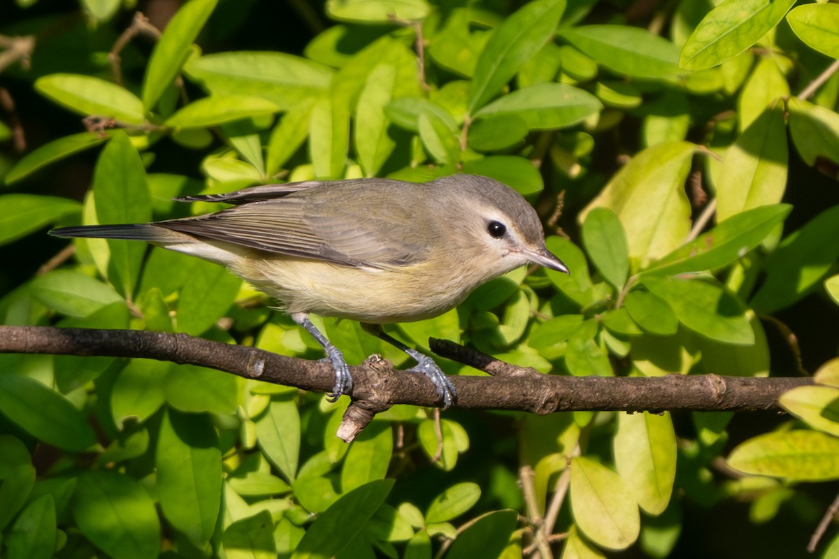 Eastern Warbling Vireo - Nadine Bluemel