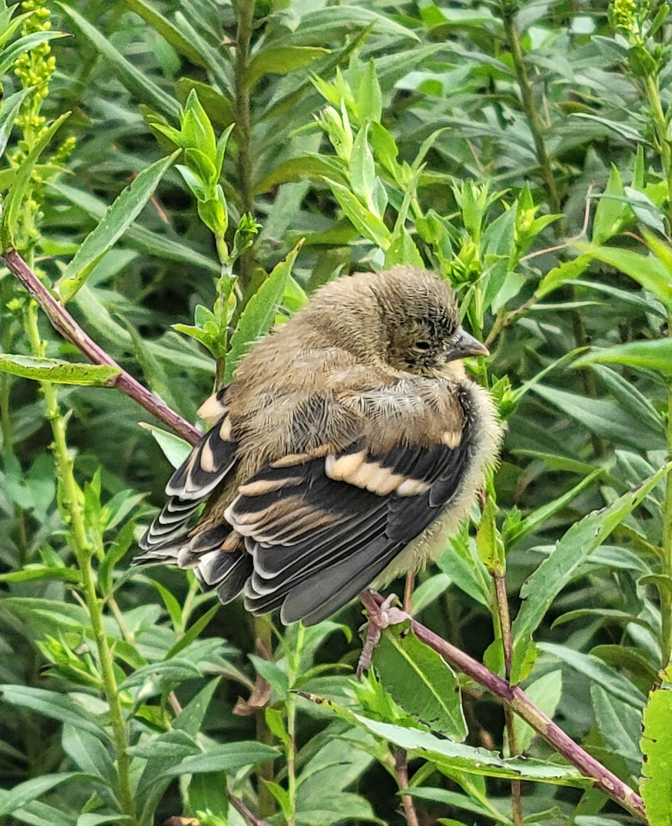 American Goldfinch - ML623371085