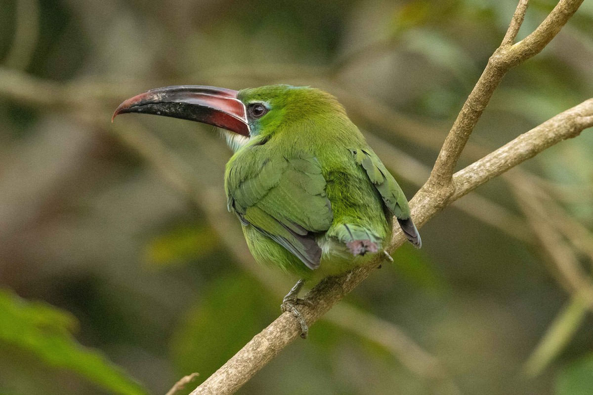 Toucanet de Derby - ML623371092