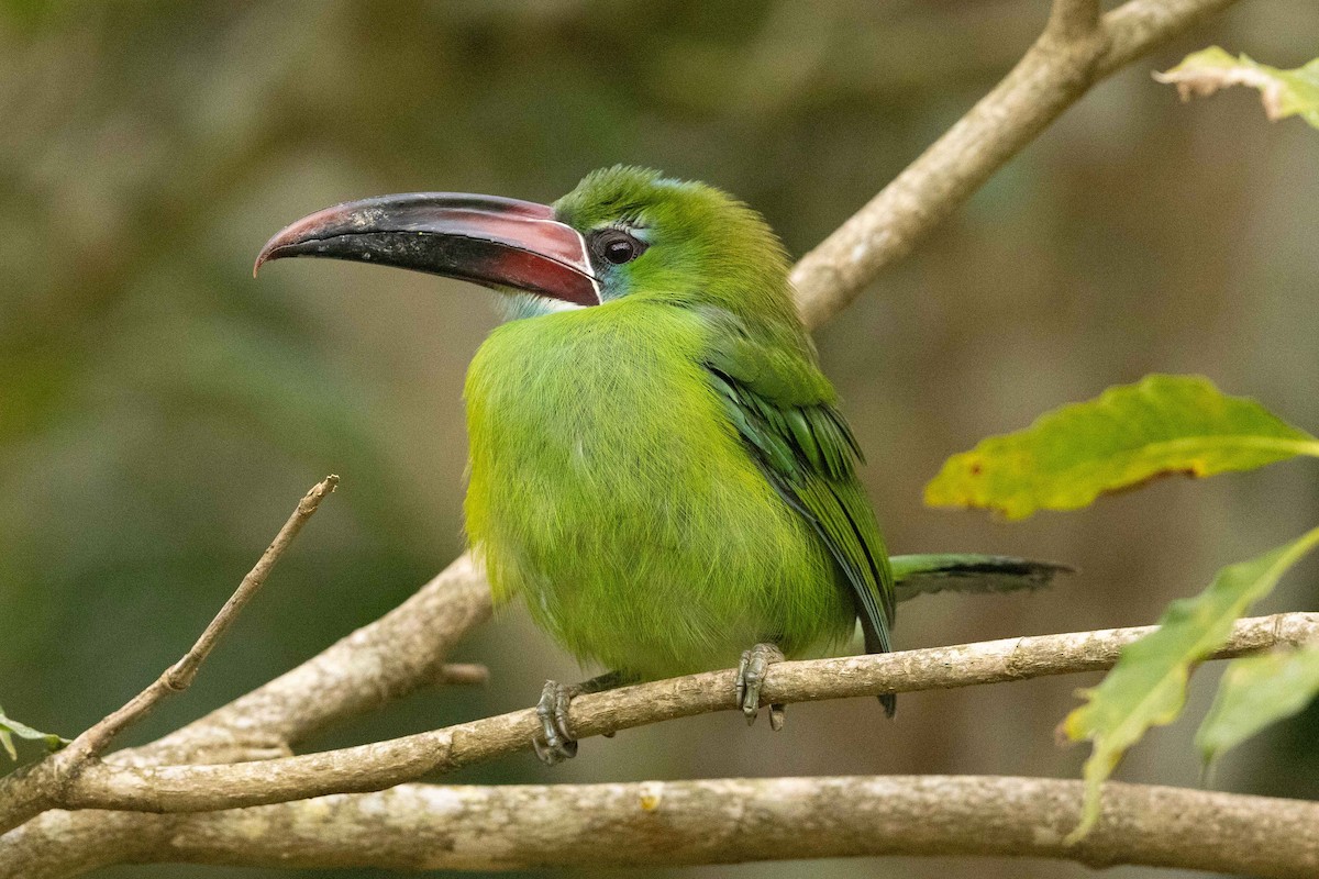 Toucanet de Derby - ML623371093