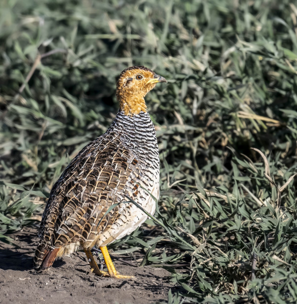 Coqui Francolin - ML623371104