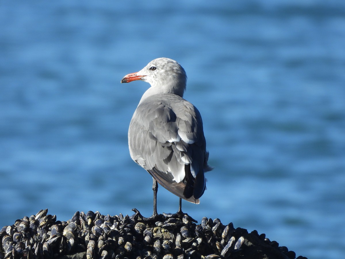 Heermann's Gull - ML623371258