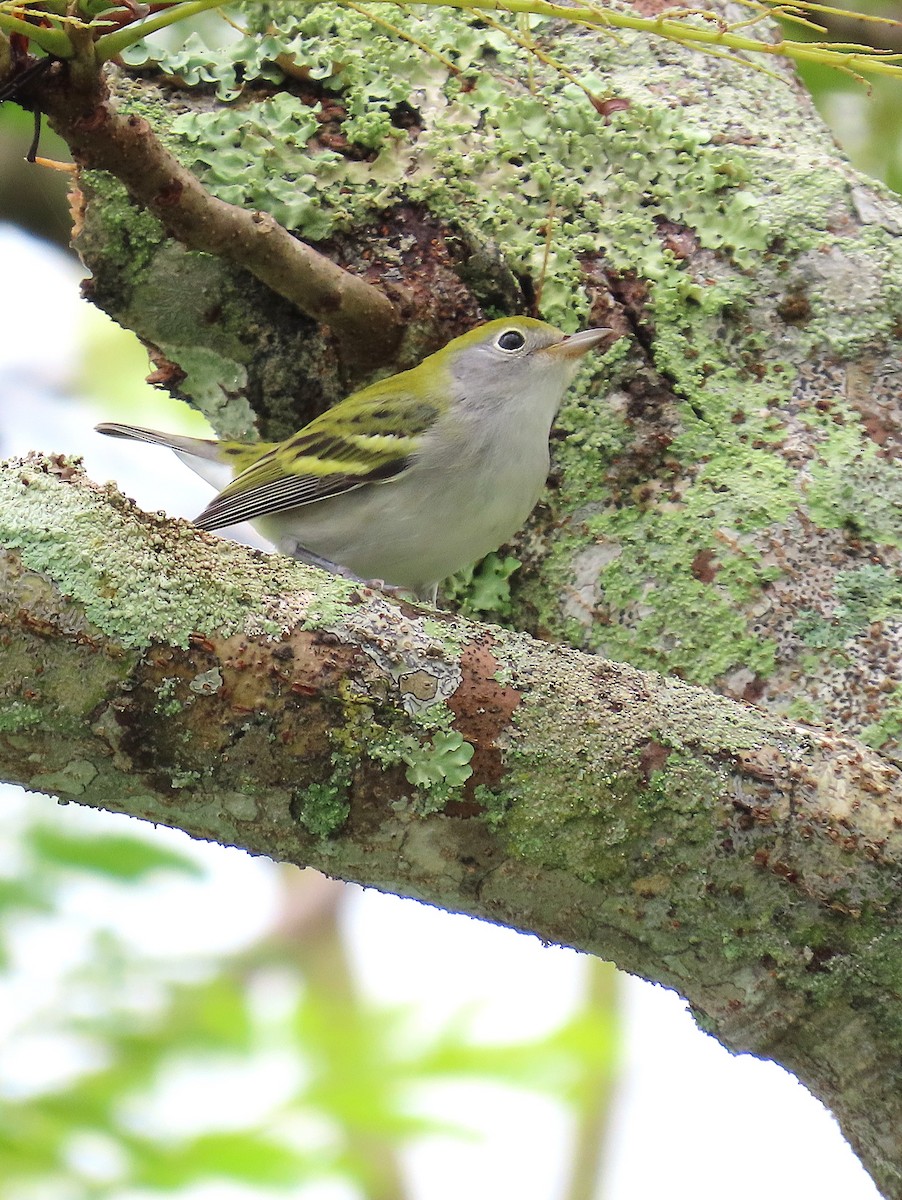 Chestnut-sided Warbler - ML623371259