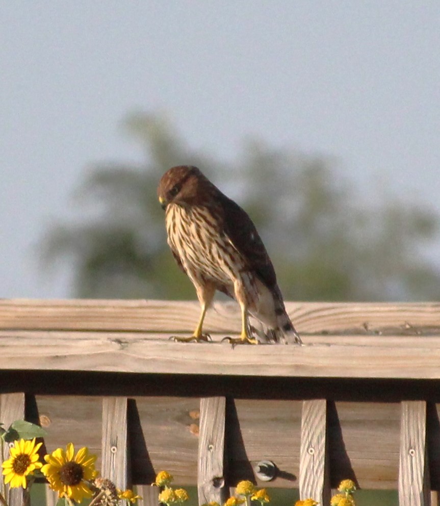 Cooper's Hawk - ML623371265